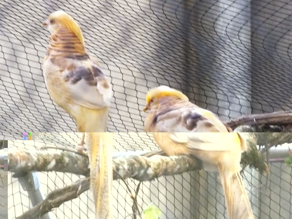 DSCF4863 (Copier).JPG