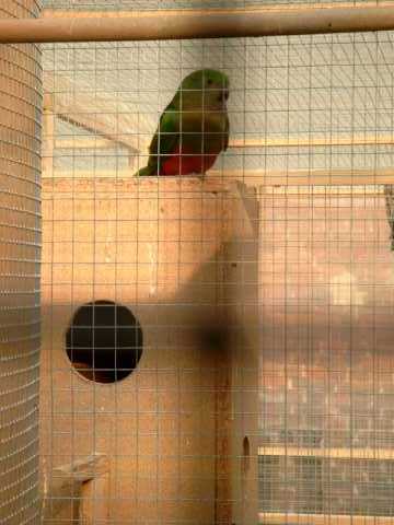 ROYALE SUR SON NID.jpg