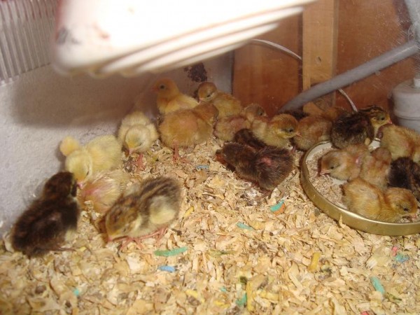 LES CAILLETEAUX ONT 2 JOURS 02(small) 02.JPG