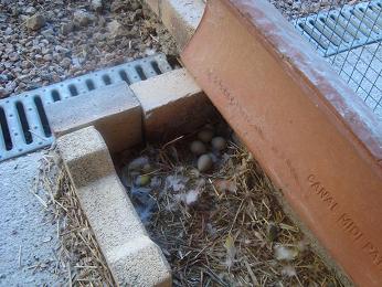 NID POUR CAILLE DE CHINE 01(small02).JPG