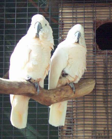 Resize of Tenerife30036.jpg