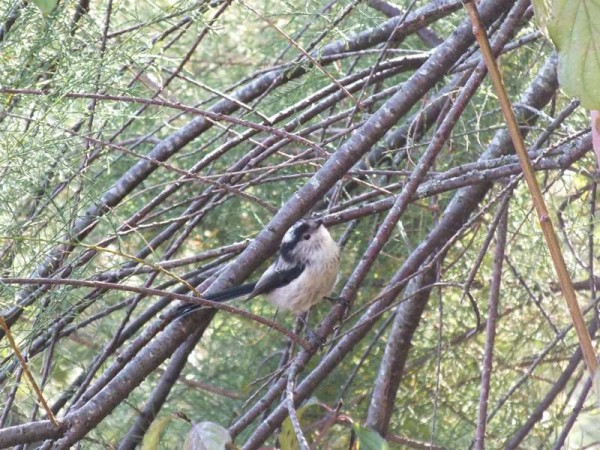 DSCF3966 (Copier).jpg