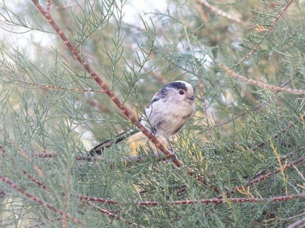 DSCF3975 (Copier).jpg