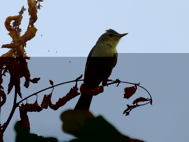 DSCF0360 (Copier).jpg