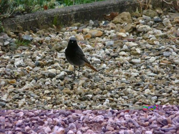 mÃ¢le (6) (Copier).jpg