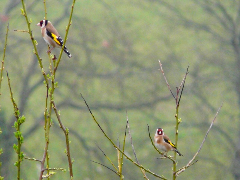 chardonneret mÃ¢le femelle (3) (Copier).jpg