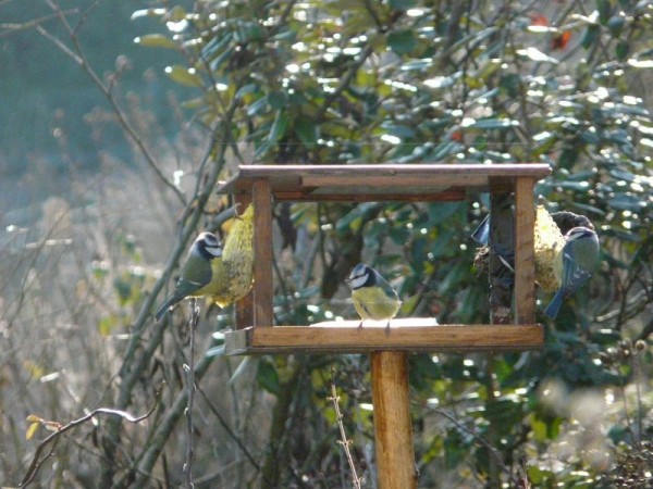 P1190667 (Copier).jpg