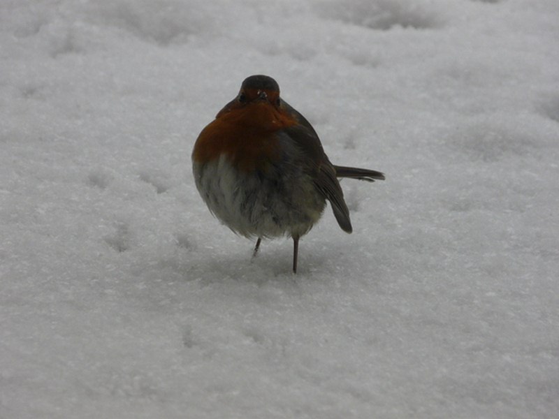 rouge gorge (Copier).jpg