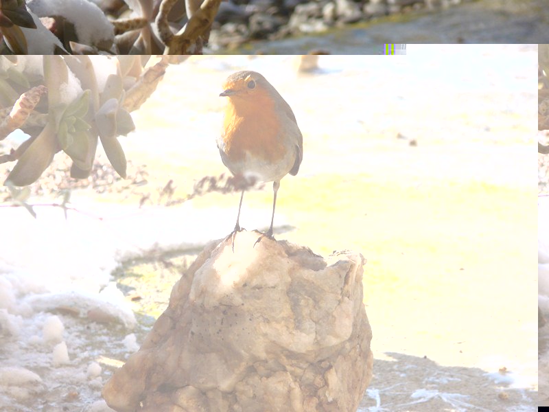 P1070937 (Copier).jpg