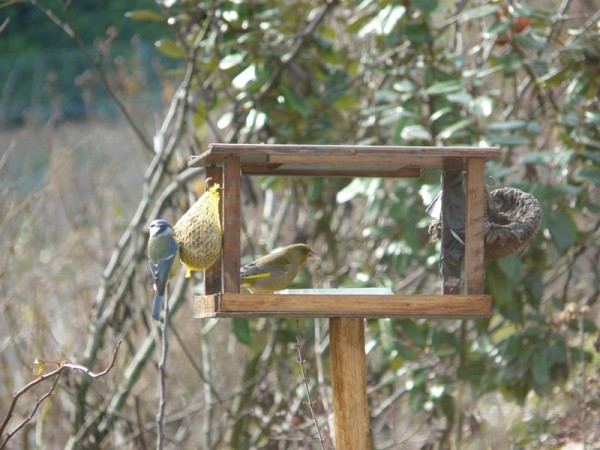 P1200689 (Copier).jpg