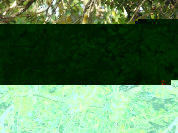 P1290130 (Copier).jpg