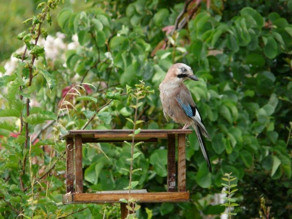 P1260540 (Copier).jpg