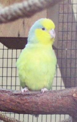 Resize of Tenerife30142.jpg