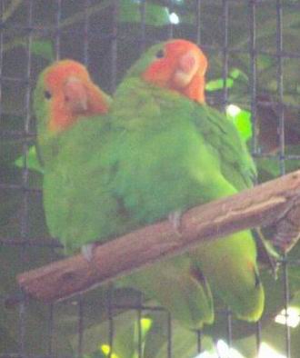 Resize of Tenerife30123.jpg