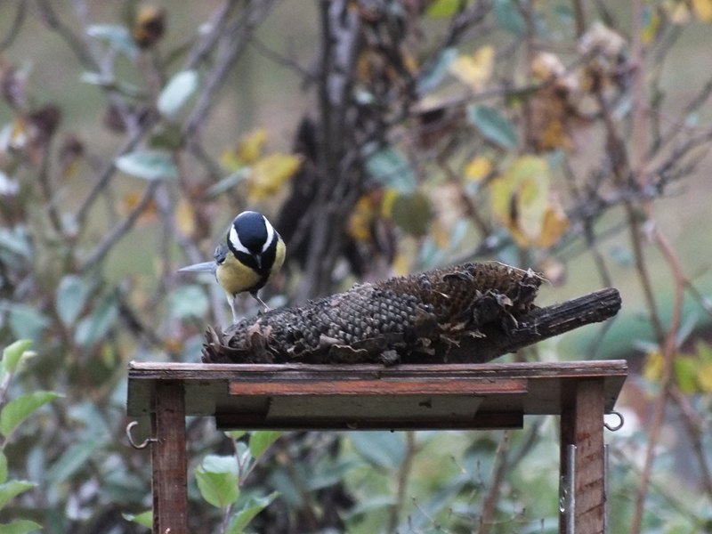 DSCF4779 (Copier).jpg