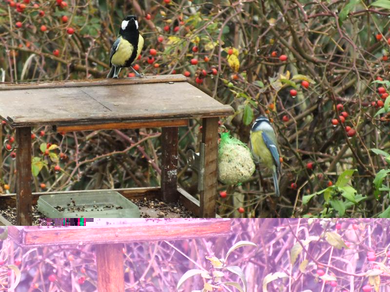 DSCF5232 (Copier).jpg