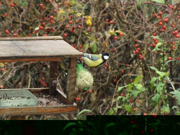 DSCF5252 (Copier).jpg