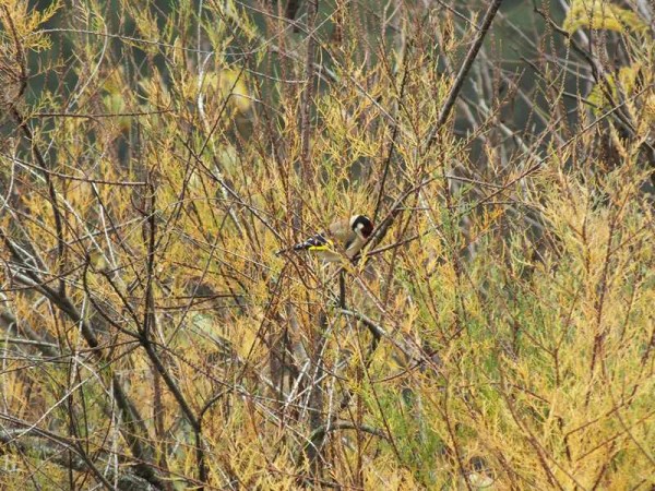 DSCF5263 (Copier).jpg