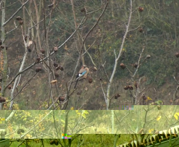 DSCF5228 (Copier).jpg