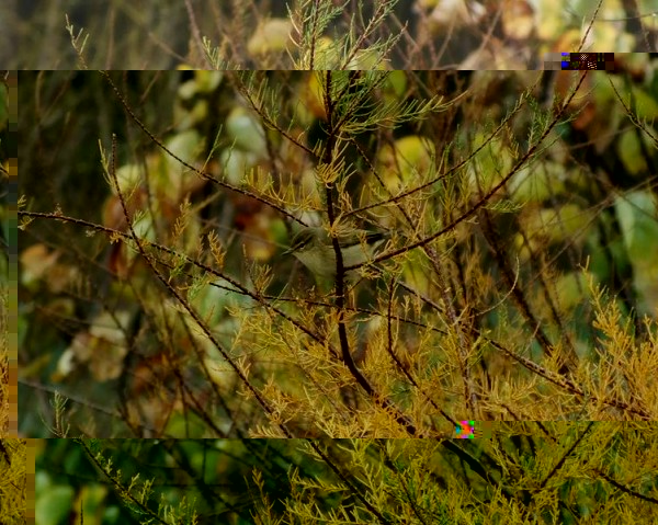 DSCF5240 (Copier).jpg