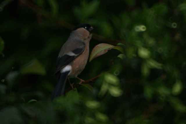 bouvreuil FEMELLE 1.jpg