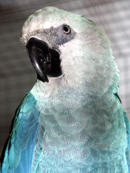 Cyanopsitta spix.jpg