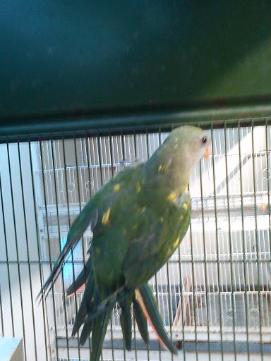 Barraband panachÃ© 01(small).JPG