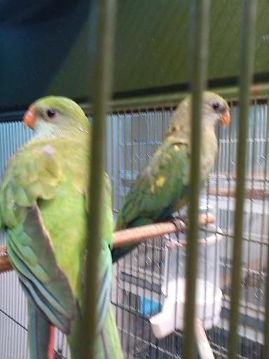 barraband panachÃ© 02 (small).JPG