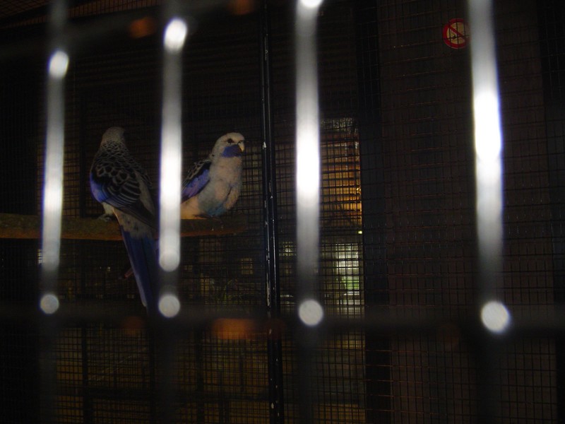 championnat FFO CHATEAUBRIAND 44 le 03.11.2011 002 (Copier).jpg