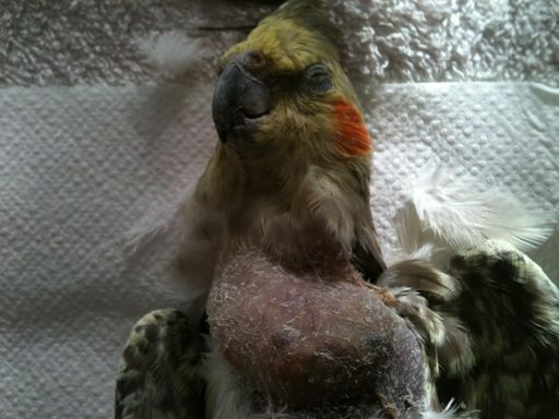 IMG_1083 rÃ©duite.jpg