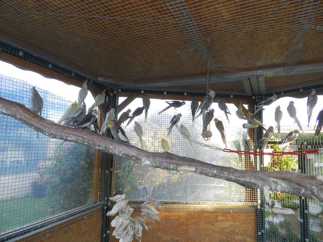 LES CALOS.2rÃ©duite.jpg