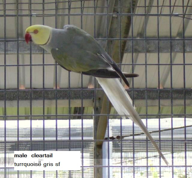 turquoise gris TBQB male.jpg