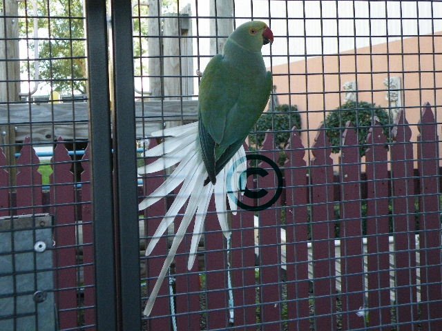 perruche turquoise tbqb.jpg