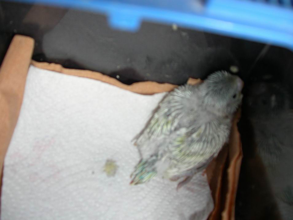 Resize of 2004-04-28_0008.JPG