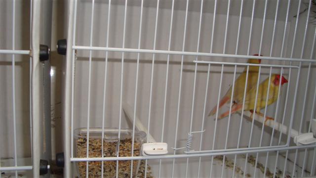 RUFFICAUDA JAUNE 04 (Small).JPG