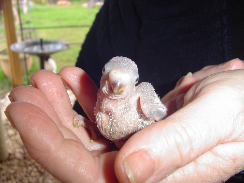 les bÃ©bÃ©s kakaraki et perruches de novembre 2010 003 (Copier).jpg