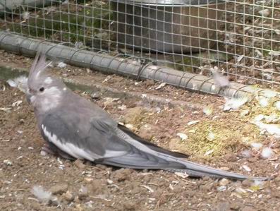 Resize of Resize of 2004-05-18_0011.JPG