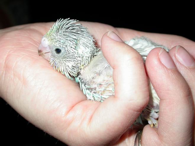 Resize of 2004-05-02_0012.JPG