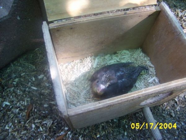 BÃ©bÃ© Calo 000.jpg