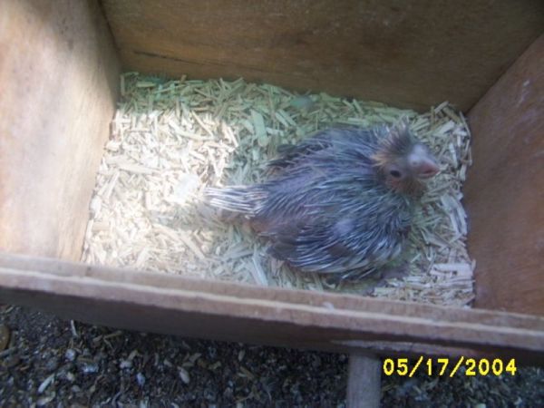 BÃ©bÃ© Calo 001.jpg