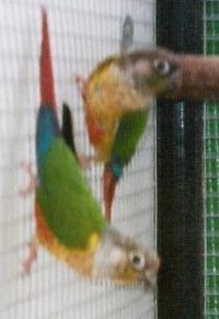 couple hypoxantha.jpg