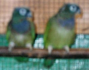 couple p maximilien.jpg