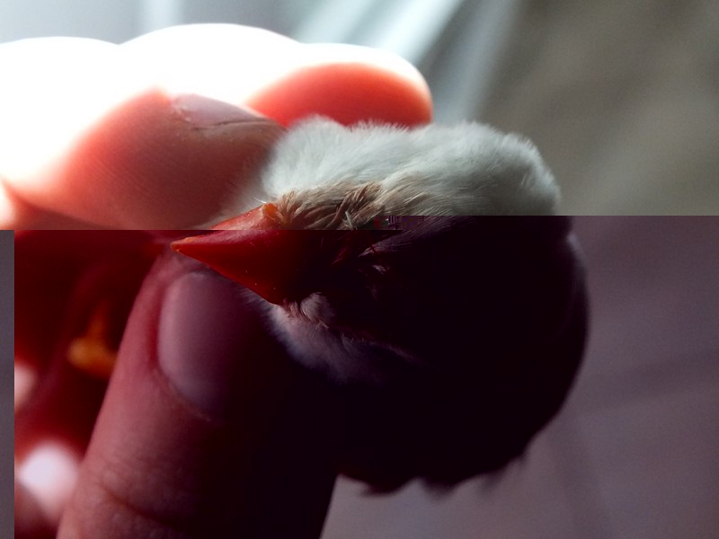 DSCF1116 (Copier).jpg