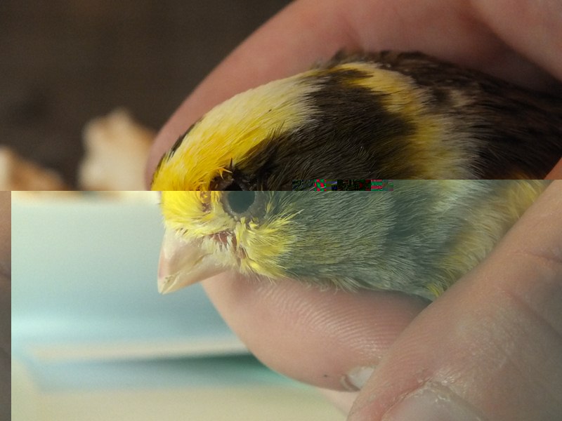 DSCF1110 (Copier).jpg