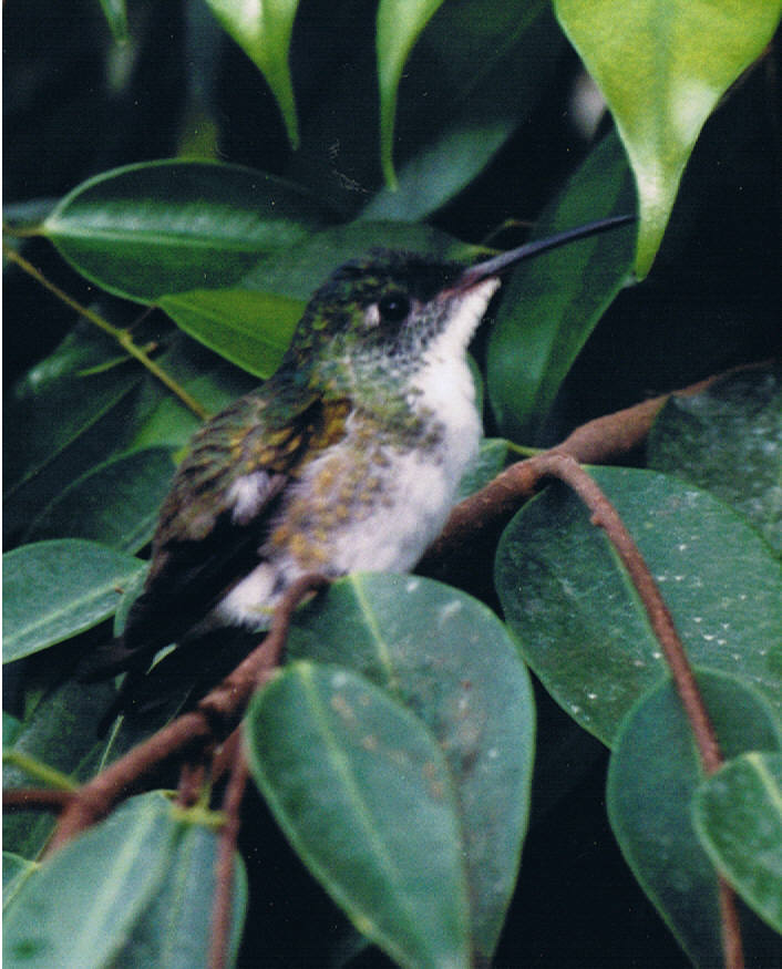 PHOTO DU 20 JUILLET 2011  JEUNE 002 11.jpg