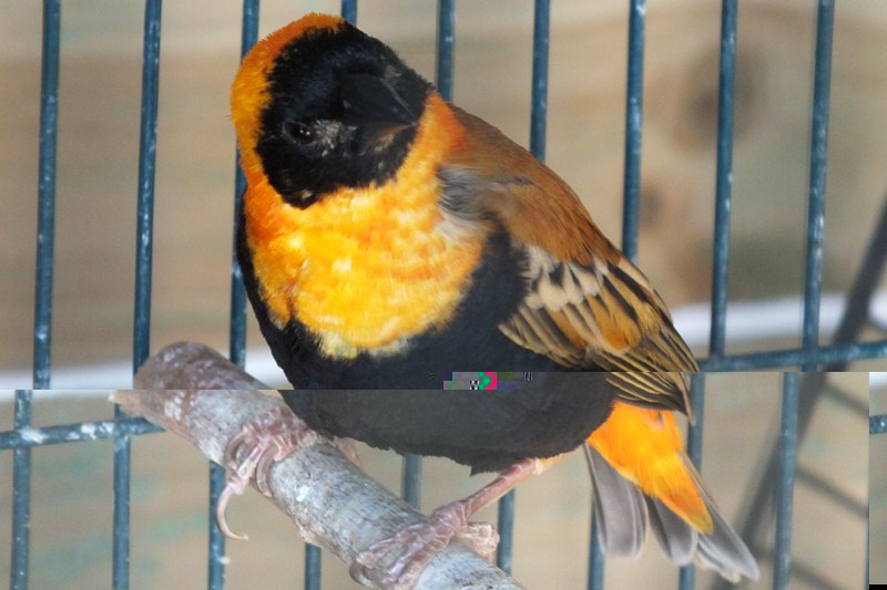 DSCF8084 (Copier).JPG