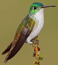 Amazilia franciae MÃ¢le.JPG