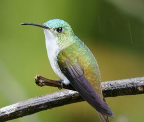 Amazilia franciae.JPG