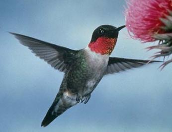 Archilochus colubris MÃ¢le.JPG