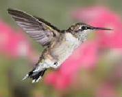 Archilochus colubris femelle immature.JPG